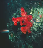Alcyonium acaule im Aquarium halten (Einrichtungsbeispiele für Mittelmeer-Meerhand) Alcyonium acaule im Aquarium halten (Einrichtungsbeispiele für Mittelmeer-Meerhand)
