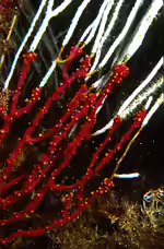 Alcyonium coralloides im Aquarium halten (Einrichtungsbeispiele für Meerhand) Alcyonium coralloides im Aquarium halten (Einrichtungsbeispiele für Meerhand)