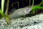 Alfaro cultratus im Aquarium halten (Einrichtungsbeispiele für Messerschwanzkärpflinge)