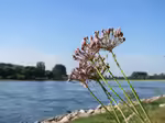 Allium angulosum am Gartenteich (Einrichtungsbeispiele mit Kantiger Lauch)