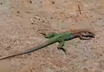 Ameiva ameiva im Terrarium halten (Einrichtungsbeispiele für Grüne Ameive)