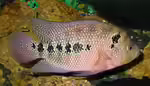 Amphilophus trimaculatum im Aquarium halten (Einrichtungsbeispiele für Schulterfleck-Buntbarsche)