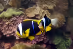 Amphiprion allardi im Aquarium halten (Einrichtungsbeispiele für Allards Anemonenfisch) Amphiprion allardi im Aquarium halten (Einrichtungsbeispiele für Allards Anemonenfisch)
