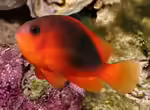 Amphiprion ephippium im Aquarium halten (Einrichtungsbeispiele für Glühkohlen-Anemonenfisch) Amphiprion ephippium im Aquarium halten (Einrichtungsbeispiele für Glühkohlen-Anemonenfisch)