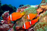 Aquarien mit Amphiprion frenatus (Roter Anemonenfisch) Aquarien mit Amphiprion frenatus (Roter Anemonenfisch)