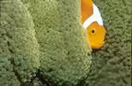 Amphiprion leucokranos im Aquarium halten (Einrichtungsbeispiele für Weisskäppchen-Anemonenfisch) Amphiprion leucokranos im Aquarium halten (Einrichtungsbeispiele für Weisskäppchen-Anemonenfisch)