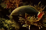 Anampses chrysocephalus im Aquarium halten (Einrichtungsbeispiele für Perlenketten-Junker)