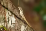 Anolis bahorucoensis im Terrarium halten (Einrichtungsbeispiele mit Langschnäuziger Baoruco-Anolis) Anolis bahorucoensis im Terrarium halten (Einrichtungsbeispiele mit Langschnäuziger Baoruco-Anolis)