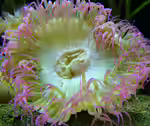 Anthopleura elegantissima im Aquarium halten (Einrichtungsbeispiele für Klon-Anemone) Anthopleura elegantissima im Aquarium halten (Einrichtungsbeispiele für Klon-Anemone)