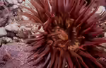 Anthopleura michaelseni im Aquarium halten (Einrichtungsbeispiele für Langarmige Anemone) Anthopleura michaelseni im Aquarium halten (Einrichtungsbeispiele für Langarmige Anemone)