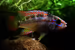 Apistogramma ortegai im Aquarium halten (Einrichtungsbeispiele für Papagei-Zwergbuntbarsche) Apistogramma ortegai im Aquarium halten (Einrichtungsbeispiele für Papagei-Zwergbuntbarsche)