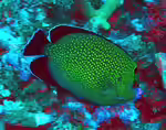 Apolemichthys xanthopunctatus im Aquarium halten (Einrichtungsbeispiele für Goldtupfen-Kaiserfisch) Apolemichthys xanthopunctatus im Aquarium halten (Einrichtungsbeispiele für Goldtupfen-Kaiserfisch)