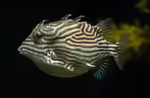 Aracana ornata im Aquarium halten (Einrichtungsbeispiele für Schmuck-Kofferfisch)
