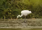 Ardea alba am Gartenteich (Einrichtungsbeispiele mit Silberreiher) Ardea alba am Gartenteich (Einrichtungsbeispiele mit Silberreiher)