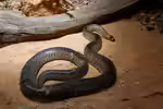 Aspidites ramsayi im Terrarium pflegen (Einrichtungsbeispiele für Woma Python) Aspidites ramsayi im Terrarium pflegen (Einrichtungsbeispiele für Woma Python)