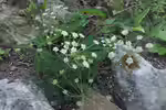Athamanta cretensis im Garten pflanzen (Einrichtungsbeispiele mit Alpen-Augenwurz) Athamanta cretensis im Garten pflanzen (Einrichtungsbeispiele mit Alpen-Augenwurz)