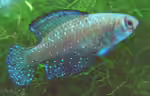 Austrolebias nigripinnis im Aquarium halten (Einrichtungsbeispiele für Schwarzer Fächerfisch)