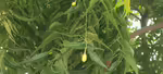 Azadirachta indica im Garten pflanzen (Einrichtungsbeispiele mit Niembaum) Azadirachta indica im Garten pflanzen (Einrichtungsbeispiele mit Niembaum)