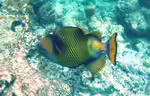 Balistoides viridescens im Aquarium halten (Einrichtungsbeispiele für Titan Drückerfisch) Balistoides viridescens im Aquarium halten (Einrichtungsbeispiele für Titan Drückerfisch)