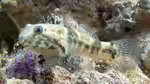 Bathygobius soporator im Aquarium halten (Einrichtungsbeispiele für Krausflossen-Grunde) Bathygobius soporator im Aquarium halten (Einrichtungsbeispiele für Krausflossen-Grunde)