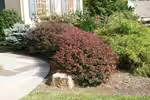 Berberis thunbergii am Gartenteich pflanzen (Einrichtungsbeispiele mit Thunberg-Berberitze) Berberis thunbergii am Gartenteich pflanzen (Einrichtungsbeispiele mit Thunberg-Berberitze)