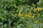 Berberis vulgaris im Garten pflanzen (Einrichtungsbeispiele mit Gewöhnliche Berberitze)