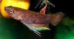 Betta dimidiata im Aquarium halten (Einrichtungsbeispiele für Langflossenkampffische) Betta dimidiata im Aquarium halten (Einrichtungsbeispiele für Langflossenkampffische)