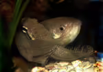 Betta fusca im Aquarium halten (Einrichtungsbeispiele für Dunkler Maulbrüter-Kampffisch) Betta fusca im Aquarium halten (Einrichtungsbeispiele für Dunkler Maulbrüter-Kampffisch)