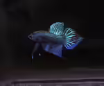 Betta mahachaiensis im Aquarium halten (Einrichtungsbeispiele für Mahachai-Kampffisch) Betta mahachaiensis im Aquarium halten (Einrichtungsbeispiele für Mahachai-Kampffisch)