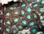 Blastomussa merleti im Aquarium halten (Einrichtungsbeispiele für Großpolypige Steinkoralle) Blastomussa merleti im Aquarium halten (Einrichtungsbeispiele für Großpolypige Steinkoralle)