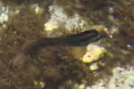 Blenniella cyanostigma im Aquarium halten (Einrichtungsbeispiele für Gestreifter Felsenspringer) Blenniella cyanostigma im Aquarium halten (Einrichtungsbeispiele für Gestreifter Felsenspringer)