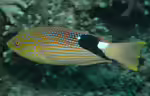 Bodianus loxozonus im Aquarium halten (Einrichtungsbeispiele für Schwarzflossen-Schweinslippfisch)