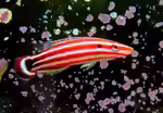 Bodianus sepiacaudus im Aquarium halten (Einrichtungsbeispiele für Zuckerstangen-Lippfisch) Bodianus sepiacaudus im Aquarium halten (Einrichtungsbeispiele für Zuckerstangen-Lippfisch)