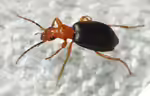 Brachininae im Garten (Einrichtungsbeispiele mit Bombardierkäfer) Brachininae im Garten (Einrichtungsbeispiele mit Bombardierkäfer)