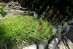 Bulbine frutescens am Gartenteich (Einrichtungsbeispiele mit Katzenschwanzpflanze) Bulbine frutescens am Gartenteich (Einrichtungsbeispiele mit Katzenschwanzpflanze)