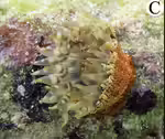 Bunodosoma granuliferum im Aquarium halten (Einrichtungsbeispiele für Warzenanemone) Bunodosoma granuliferum im Aquarium halten (Einrichtungsbeispiele für Warzenanemone)
