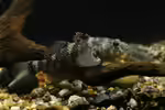 Butis koilomatodon im Aquarium halten (Einrichtungsbeispiele für Schlammschläfer) Butis koilomatodon im Aquarium halten (Einrichtungsbeispiele für Schlammschläfer)