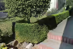 Buxus sempervirens im Garten pflanzen (Einrichtungsbeispiele mit Buchsbaum) Buxus sempervirens im Garten pflanzen (Einrichtungsbeispiele mit Buchsbaum)