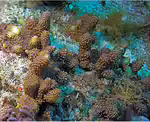 Caementabunda simplex im Aquarium halten (Einrichtungsbeispiele für Weichkorallen) Caementabunda simplex im Aquarium halten (Einrichtungsbeispiele für Weichkorallen)