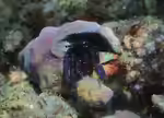 Calcinus rosaceus im Aquarium halten (Einrichtungsbeispiele für Rotmeer Einsiedlerkrebs) Calcinus rosaceus im Aquarium halten (Einrichtungsbeispiele für Rotmeer Einsiedlerkrebs)