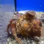 Calliactis polypus im Aquarium halten (Einrichtungsbeispiele für Einsiedler-Symbioseanemone) Calliactis polypus im Aquarium halten (Einrichtungsbeispiele für Einsiedler-Symbioseanemone)