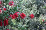 Callistemon citrinus im Garten pflanzen (Einrichtungsbeispiele mit Karminroter Zylinderputzer) Callistemon citrinus im Garten pflanzen (Einrichtungsbeispiele mit Karminroter Zylinderputzer)