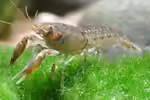 Aquarien mit Cambarellus shufeldtii (Louisiana Zwergflusskrebs)