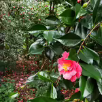 Camellia japonica im Garten pflanzen (Einrichtungsbeispiele mit Japanische Kamelie) Camellia japonica im Garten pflanzen (Einrichtungsbeispiele mit Japanische Kamelie)