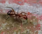 Camponotus nicobarensis im Formicarium halten (Einrichtungsbeispiele für Zweifarbige Rossameise)