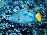 Cantherhines dumerilii im Aquarium halten (Einrichtungsbeispiele für Gelbschwanz-Feilenfisch)