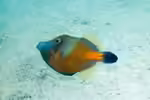 Cantherhines macrocerus im Aquarium halten (Einrichtungsbeispiele für Weißflecken-Feilenfisch) Cantherhines macrocerus im Aquarium halten (Einrichtungsbeispiele für Weißflecken-Feilenfisch)