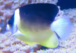Centropyge abei im Aquarium halten (Einrichtungsbeispiele für Abei-Zwergkaiserfisch)