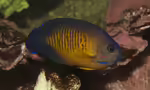 Centropyge multispinis im Aquarium halten (Einrichtungsbeispiele für Brauner Zwergkaiserfisch)