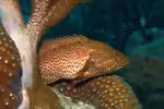 Cephalopholis cruentata im Aquarium halten (Einrichtungsbeispiele für Karibischer Zackenbarsch) Cephalopholis cruentata im Aquarium halten (Einrichtungsbeispiele für Karibischer Zackenbarsch)